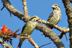 Mycerobas melanozanthos