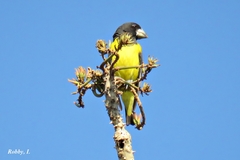 Mycerobas melanozanthos