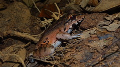 Leptodactylus knudseni