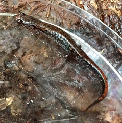 Desmognathus carolinensis