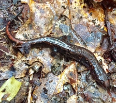 Desmognathus carolinensis