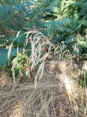 Oloptum miliaceum