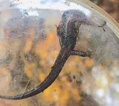 Desmognathus carolinensis