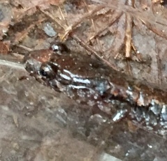 Desmognathus carolinensis