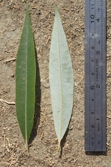 Salix babylonica babylonica