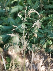 Oloptum miliaceum
