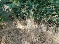 Oloptum miliaceum