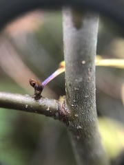 Ilex mucronata image
