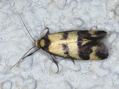 Olbonoma triptycha