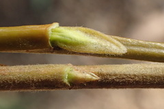 Salix babylonica babylonica