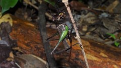 Venatorellus viridipedes
