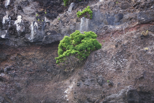 Image of Heller's Scalesia (Scalesia helleri) by no rights reserved