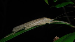 Eumecopterus incisus