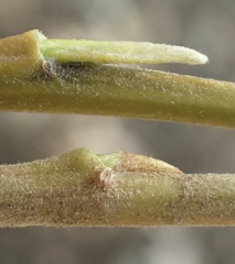Salix babylonica babylonica