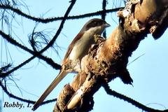 Lanius collurioides