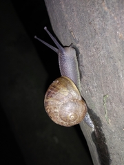 Cornu aspersum
