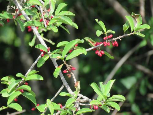 Erythroxylum mexicanum (Erythroxylum mexicanum)