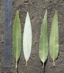 Salix babylonica babylonica