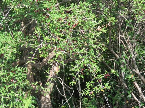 Mamoa (Erythroxylum mexicanum)