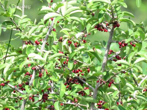 Mamoa (Erythroxylum mexicanum)