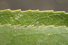 Salix babylonica babylonica