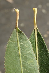 Salix babylonica babylonica