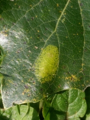 Phyllonorycter sagitella