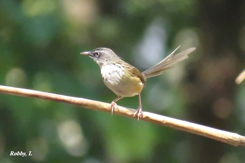 Hill Prinia