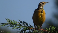 Sturnella magna auropectoralis