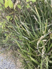 Iris foetidissima