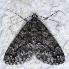 Lipogya exprimataria