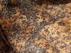 Diplocarpon