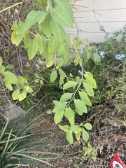 Magnoliopsida