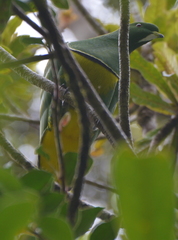 Drepanoptila holosericea