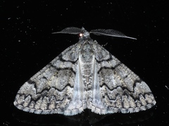 Lipogya exprimataria