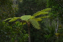 Sphaeropteris intermedia