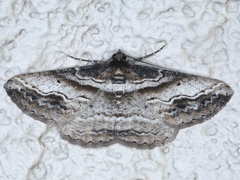 Syneora euboliaria