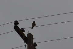 Spiziapteryx circumcincta