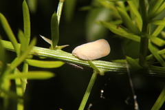 Ormenaria rufifascia