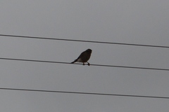 Spiziapteryx circumcincta