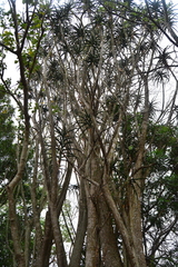 Aloidendron barberae