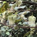 Chorilaena quercifolia - Photo (c) Georgie Elliott, μερικά δικαιώματα διατηρούνται (CC BY-NC), uploaded by Georgie Elliott