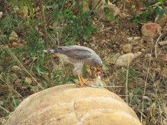 Rupornis magnirostris