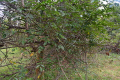 Commiphora harveyi