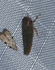 Chlorotettix necopinus