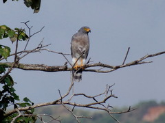 Rupornis magnirostris