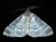 Lipogya exprimataria