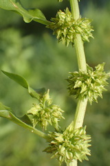 Rumex fueginus