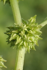 Rumex fueginus