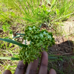 Xysmalobium involucratum
